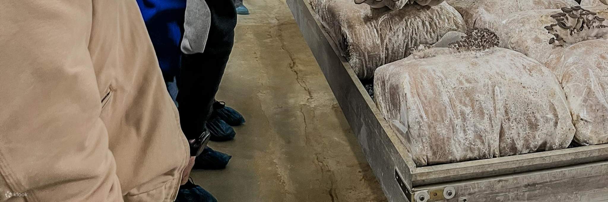 Người tham gia nếm thử nấm Züripilz mới chế biến.