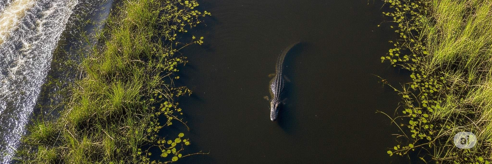 ประสบการณ์นั่งเรือแอร์โบ๊ทในเอเวอร์เกลดส์และชมจระเข้