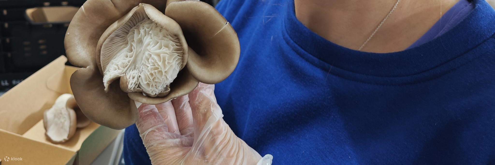 Silvi đang cầm một cây nấm nổi bật, khác thường trên tay.