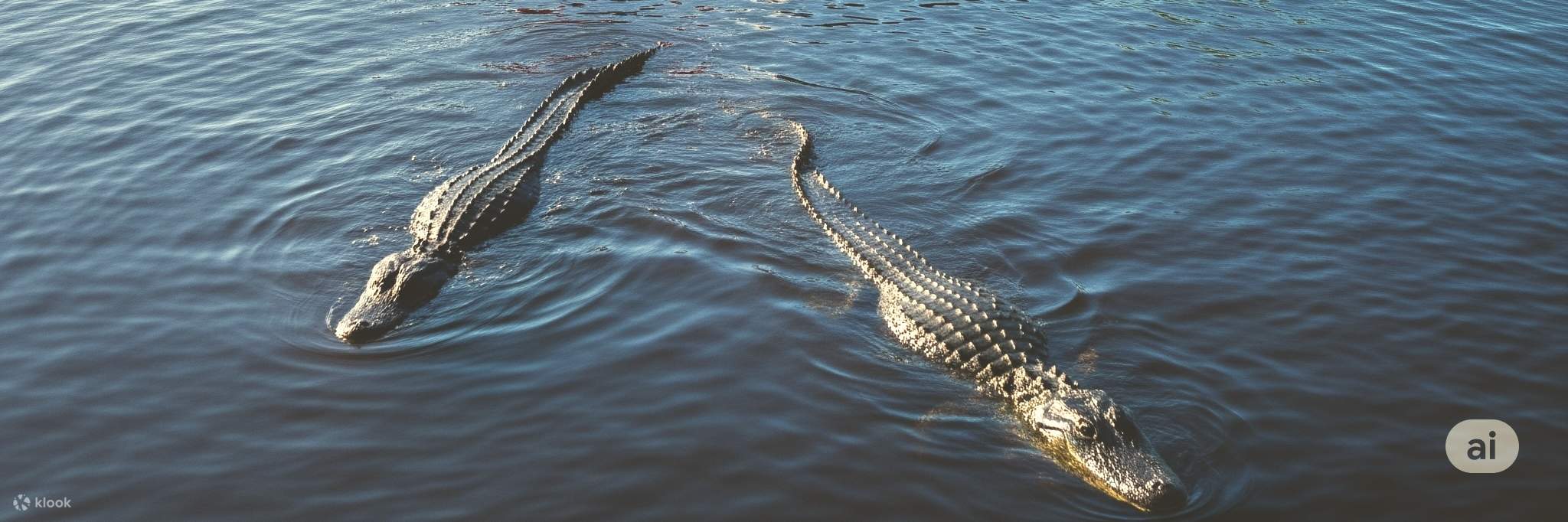 Experiencia en hidrodeslizador y caimanes en los Everglades