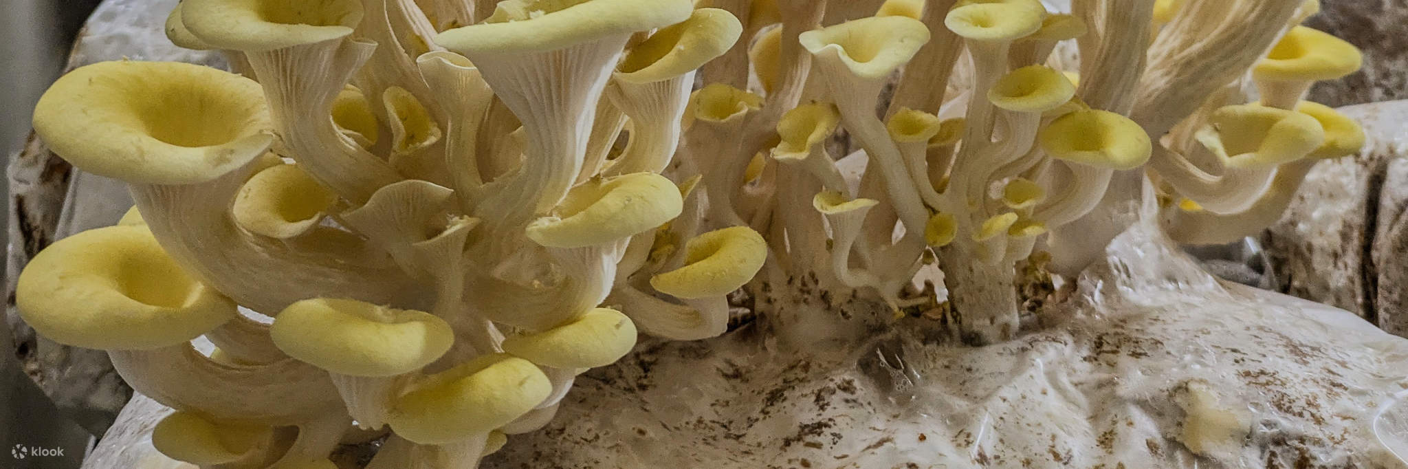 一群游客感兴趣地看着蘑菇种植设施