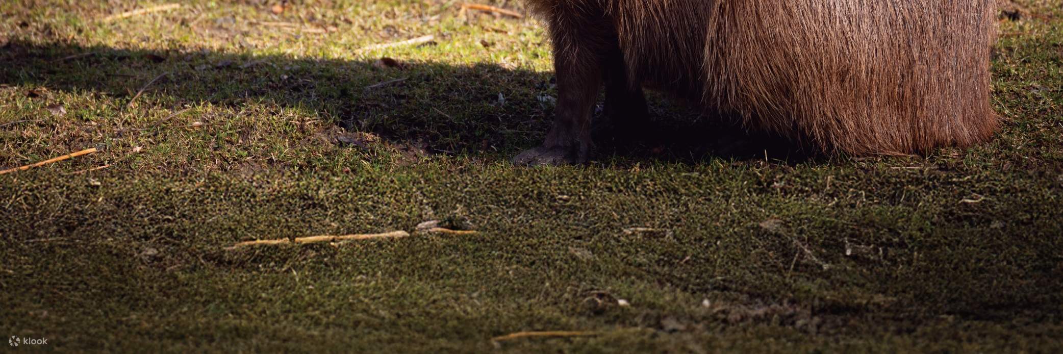 Jardín encantador con agua y pinos