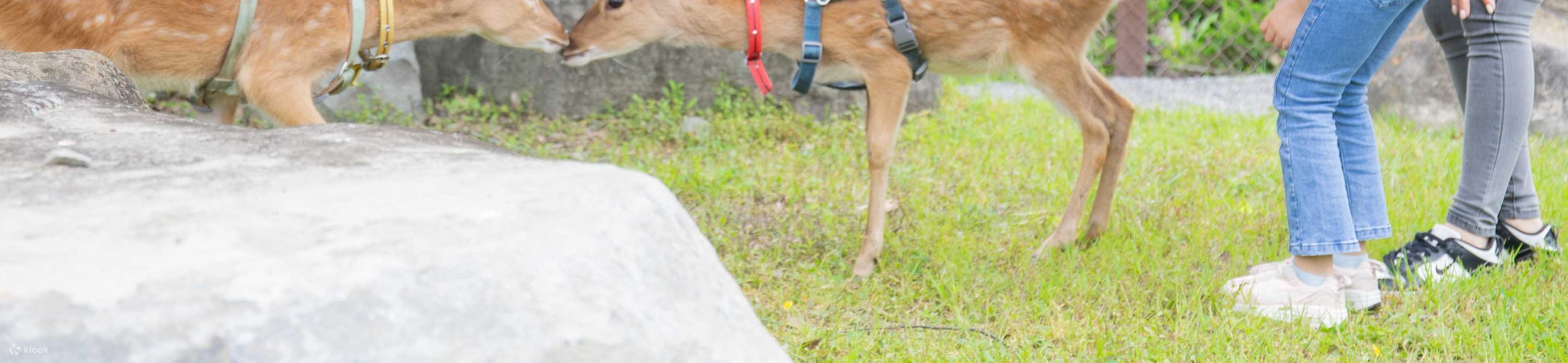 Green舞 Japanischer Themenpark