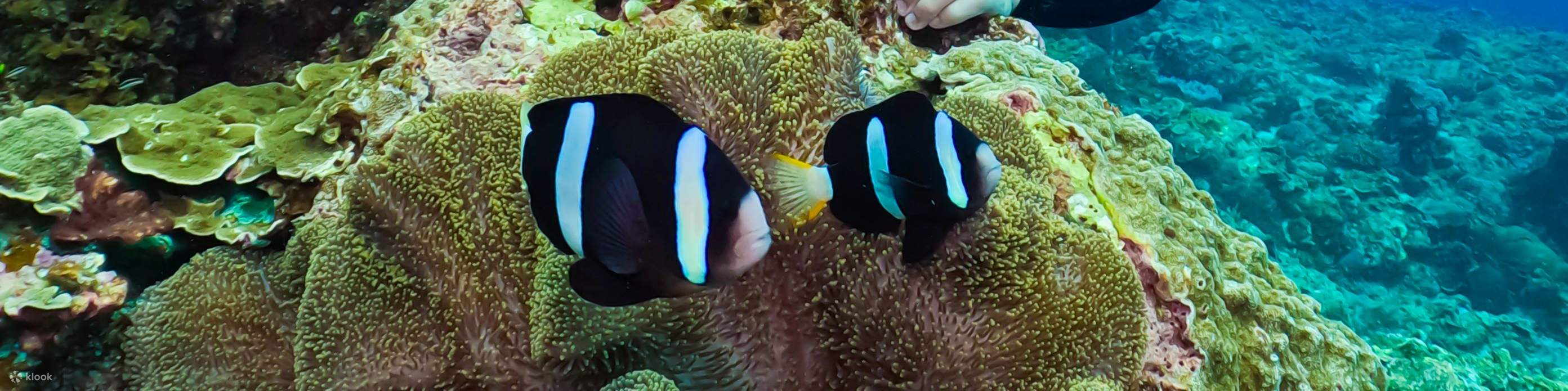 Taitung: Green Island Shuiqing Diving Hostel Taucherlebnis