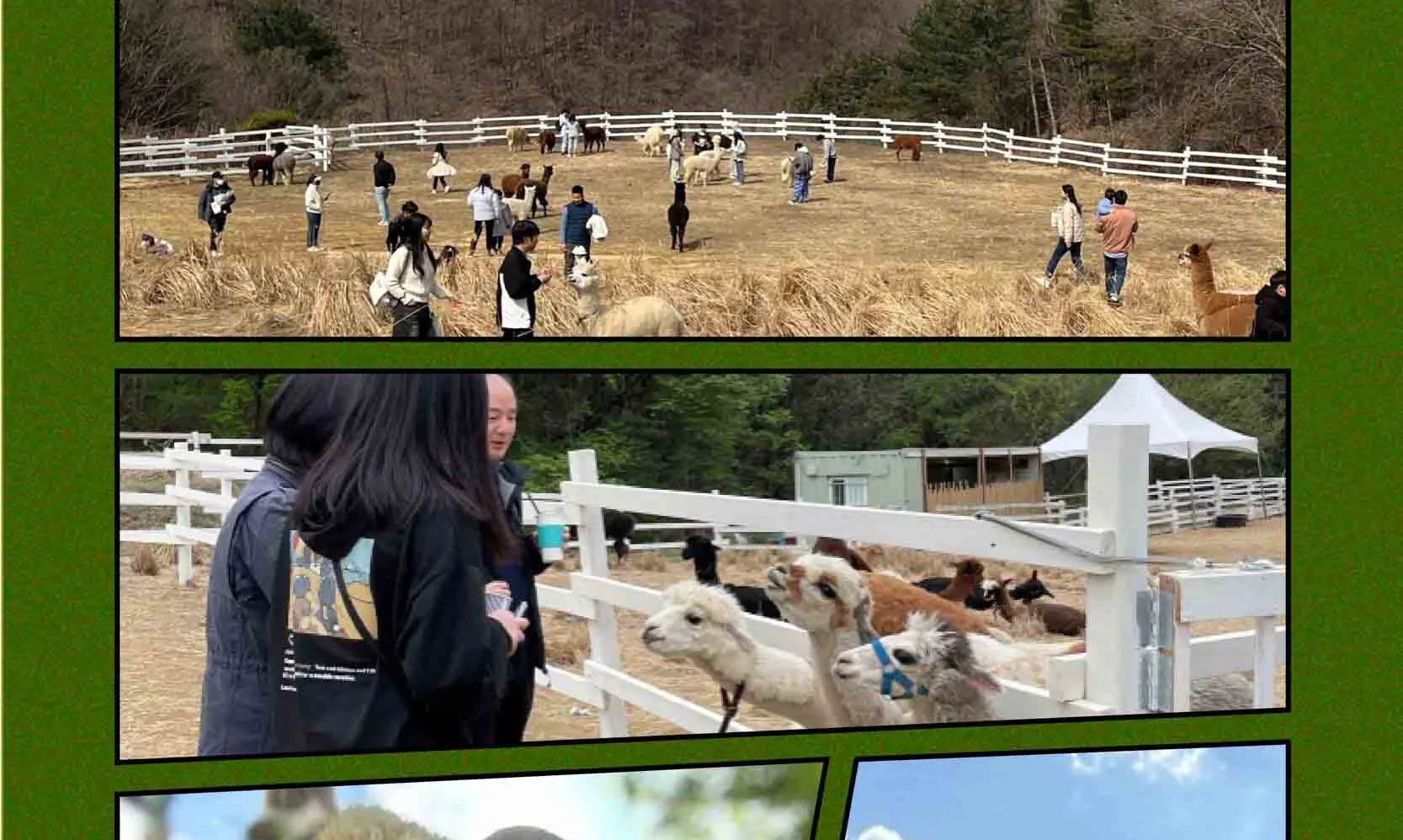 绵羊牧场 Tikcet（羊驼、绵羊、兔子） 京畿道加平