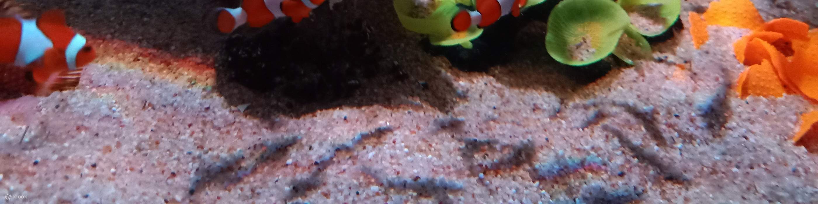 บัตรเข้าชมพิพิธภัณฑ์สัตว์น้ำบูทีค (Boutique Aquarium) ที่เดอะท็อปปีนัง 