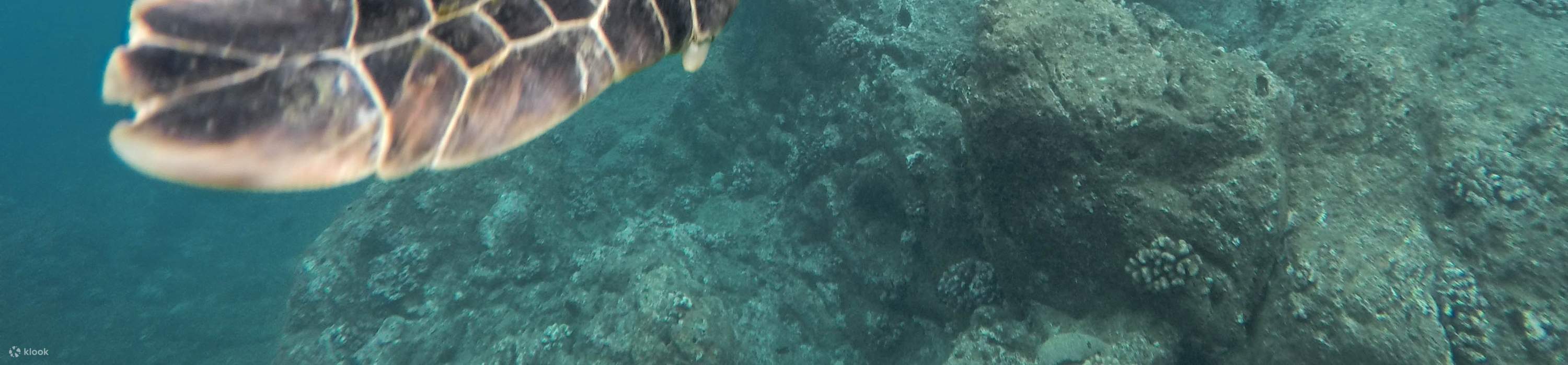 Immersioni subacquee a Pattaya con Manta Marina