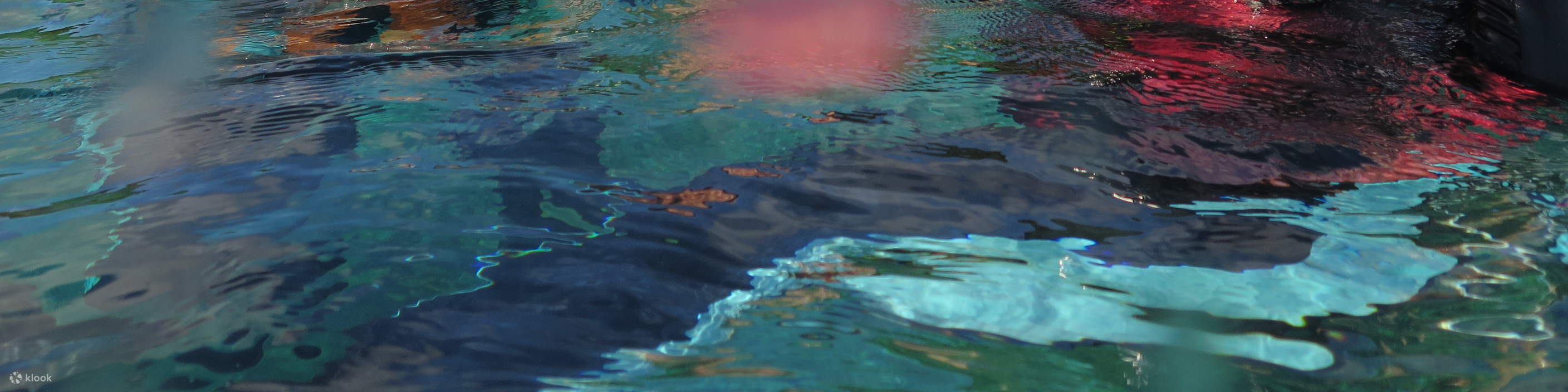 샤오류치｜스노클링 체험 & 바다거북과 함께 수영｜6인 동반 시 1인 무료