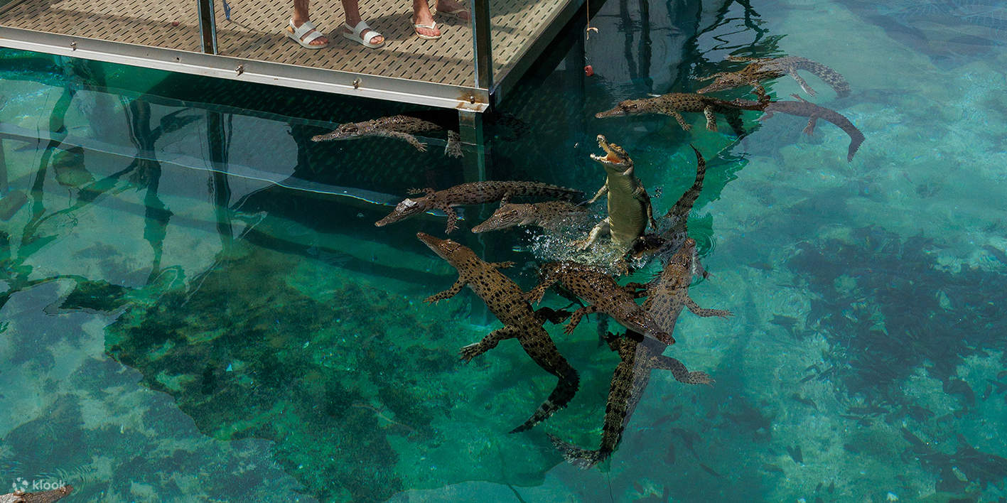 Билет Croc and Darwin