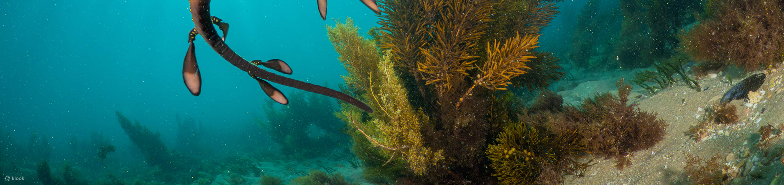 Snorkel con foche e draghi marini - 2 ore