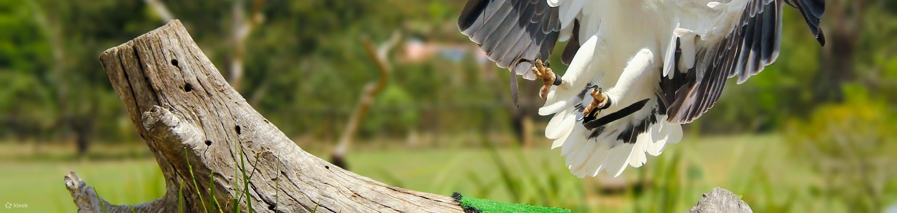 龍柏無尾熊動物園