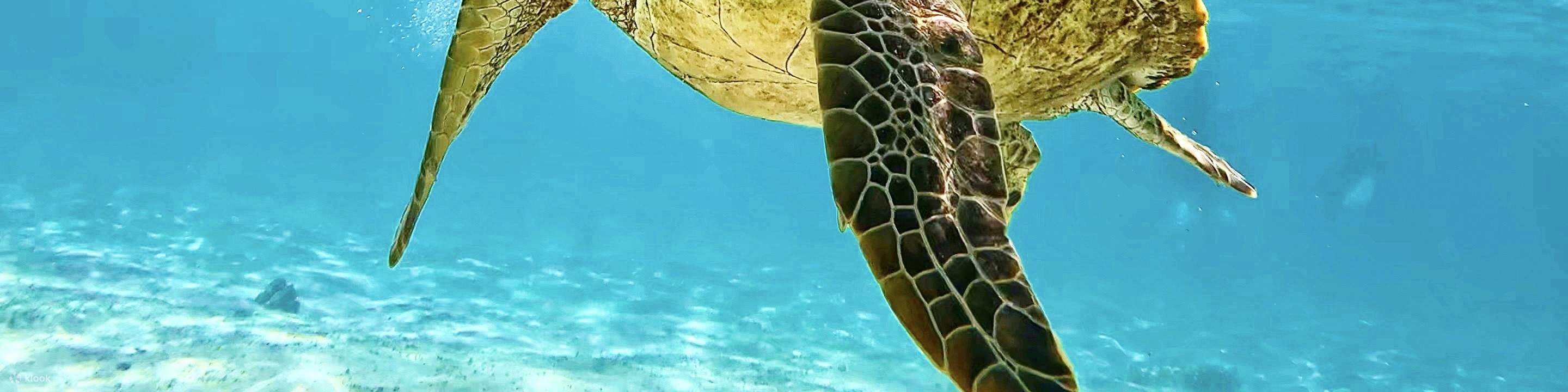 Okinawa Miyakojima Nuota con le tartarughe marine! Emozionante esperienza di snorkeling con foto in omaggio