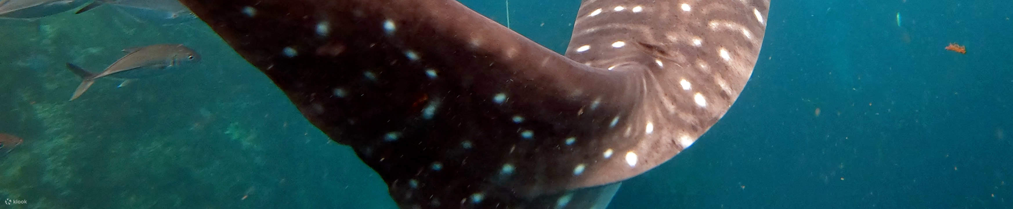 세일 록 다이빙 투어