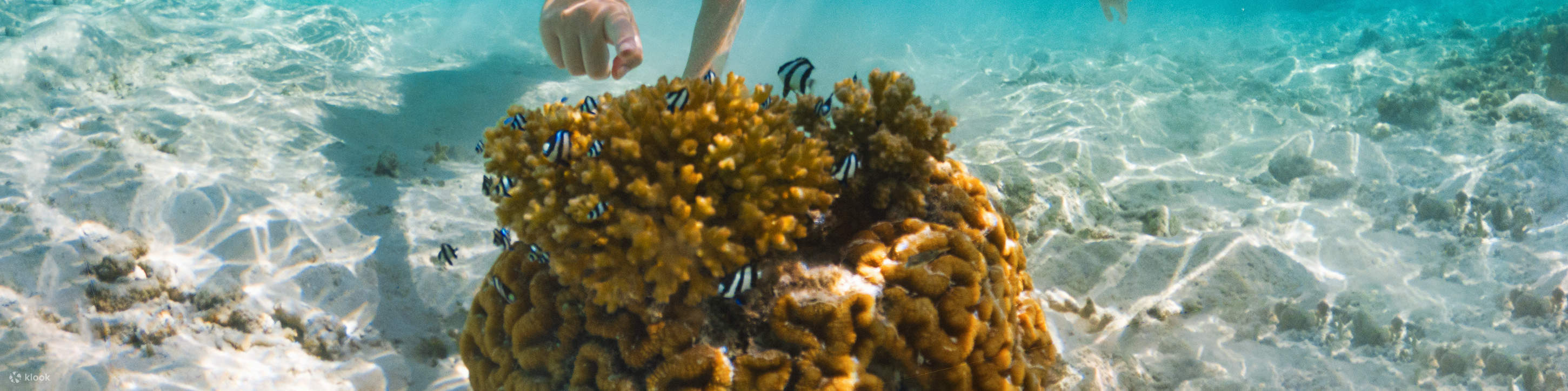 Aventure de plongée avec tuba à l'île de Tiran – Sharm El Sheikh