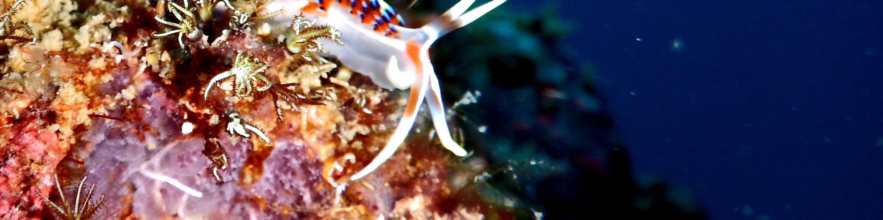 PADI Advanced Open Water Diver