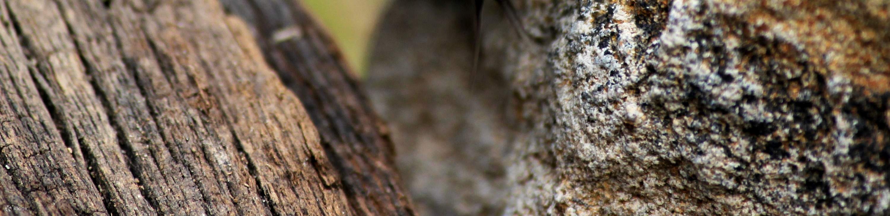 龍柏無尾熊動物園