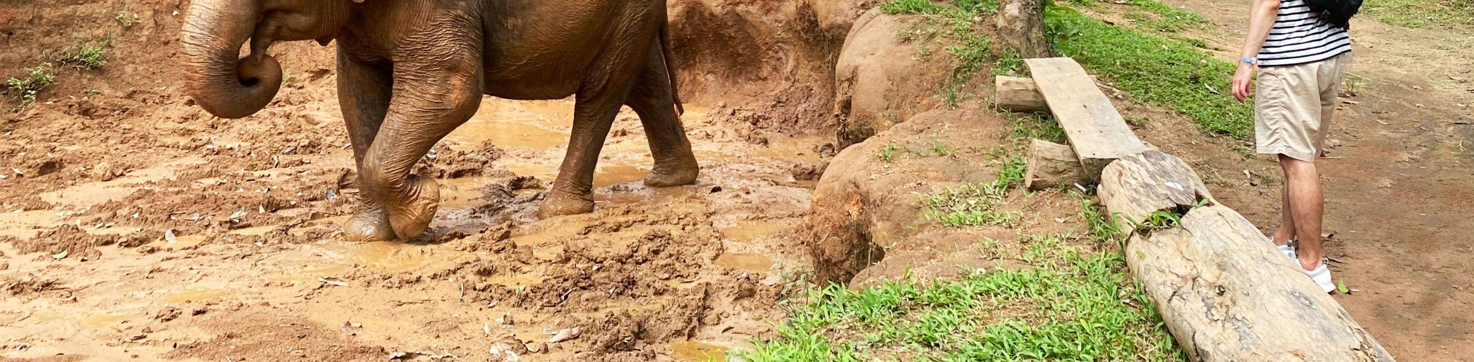 Descubre la vida de los elefantes