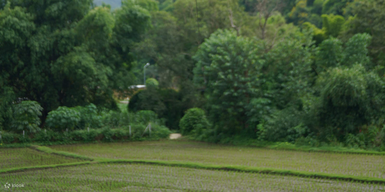 冒険の舞台は、息をのむような景色が広がるメーワン渓谷の深い森です。