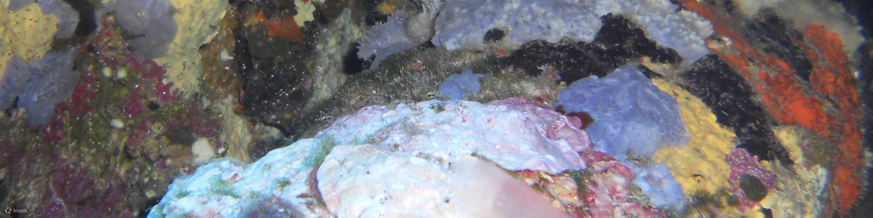 1日ダイビングトリップ