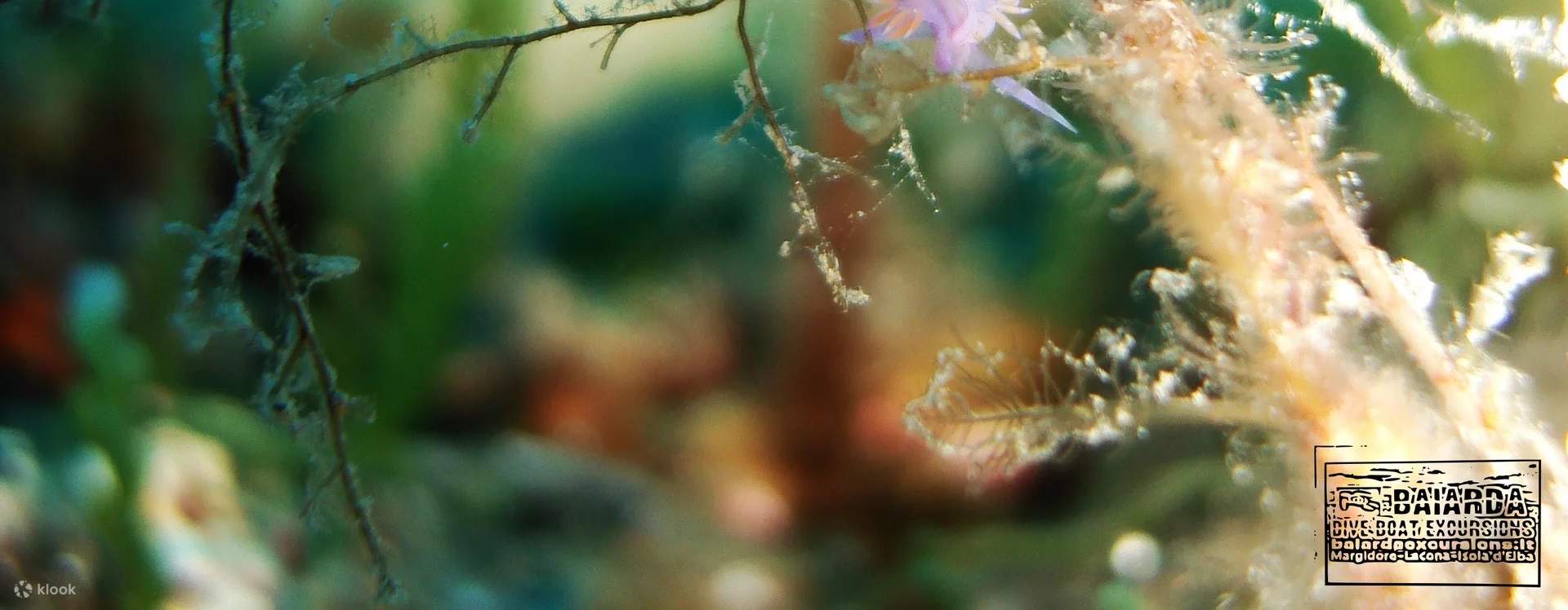 Sertai kami untuk pengembaraan menyelam yang tidak dapat dilupakan di Elba, di mana peluang untuk melihat nudibranch menambahkan keseronokan pada setiap penurunan