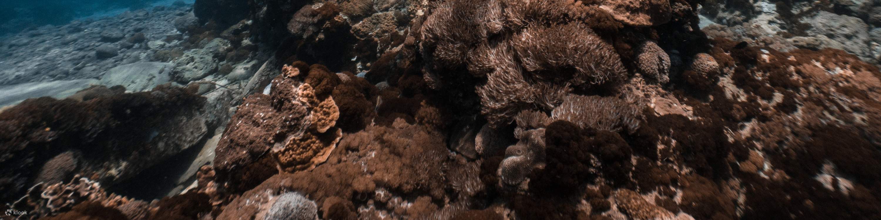 Taitung : Expérience de plongée libre à Green Island (sans permis et avec photographie sous-marine incluse)