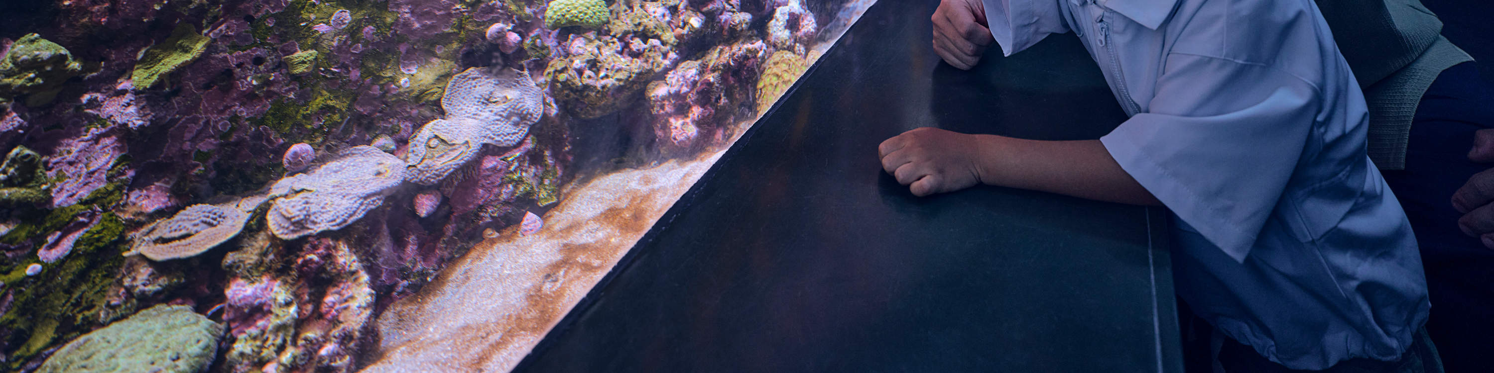 [Animal Spotlight: Corals]