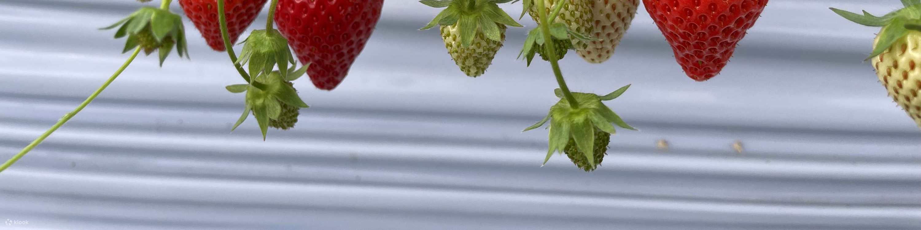 ประสบการณ์เก็บและเปรียบเทียบรสชาติสตรอว์เบอร์รีในฤดูหนาว (บริเวณใกล้เคียงซัปโปโร)