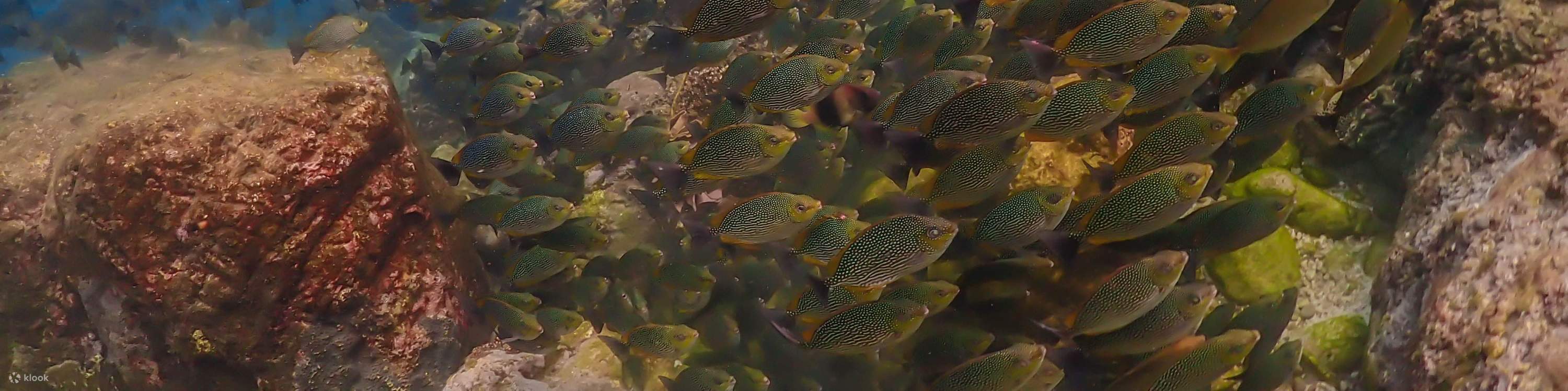 Esperienza all'Isola di Nemo con Foto con Drone e Pranzo