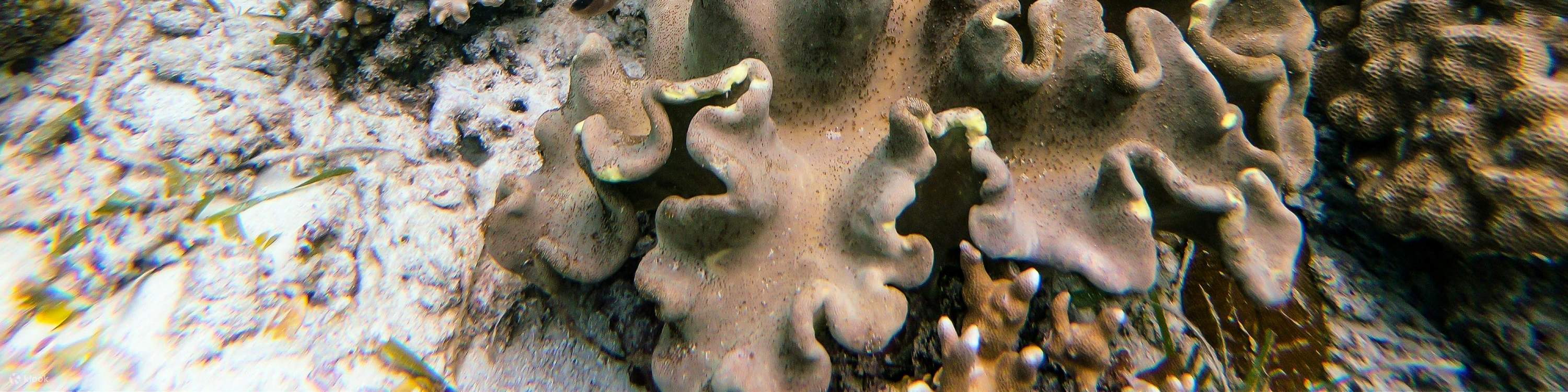 Penyu snorkeling di Mirissa