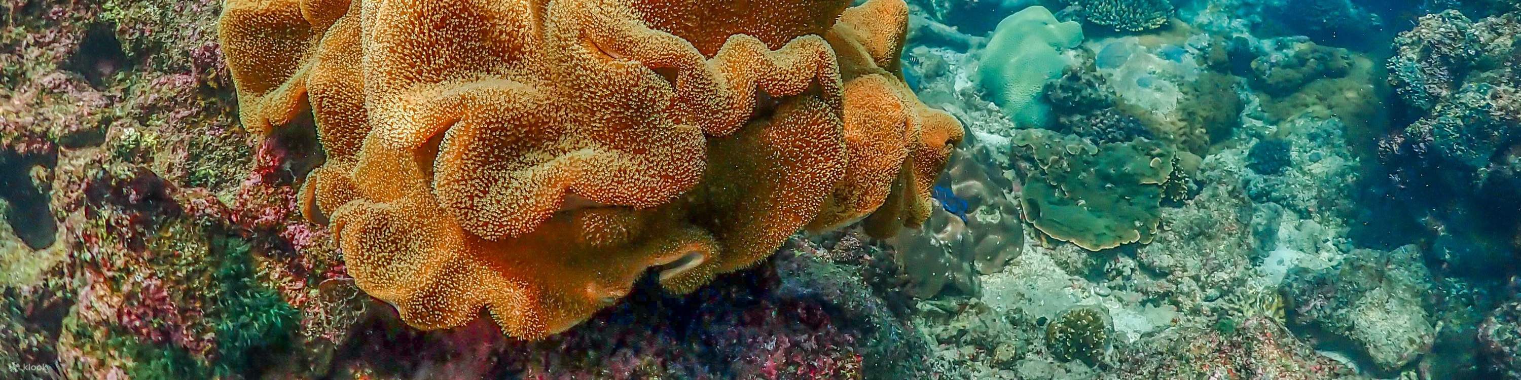 Esperienza all'Isola di Nemo con Foto con Drone e Pranzo