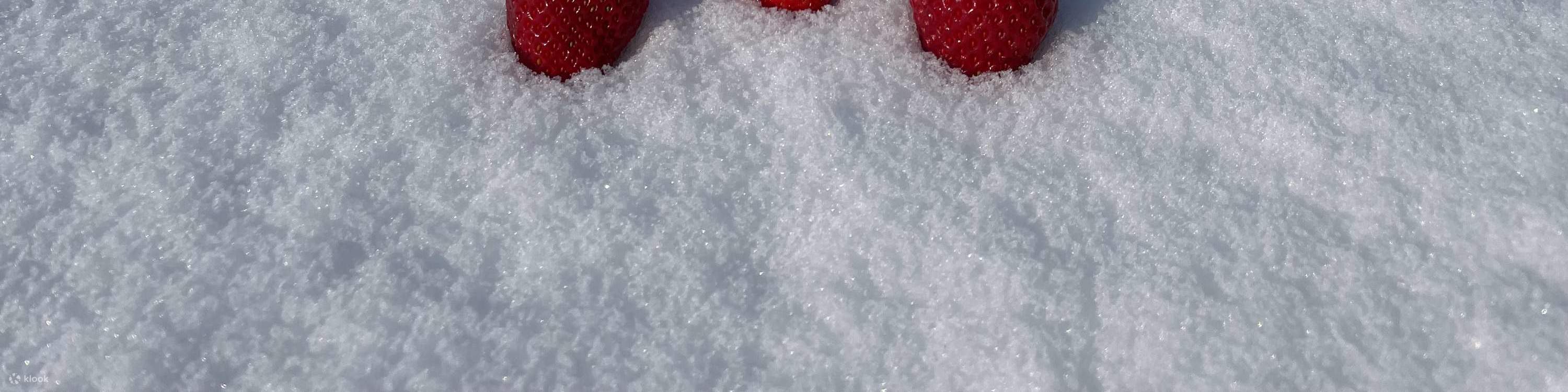 ประสบการณ์เก็บและเปรียบเทียบรสชาติสตรอว์เบอร์รีในฤดูหนาว (บริเวณใกล้เคียงซัปโปโร)