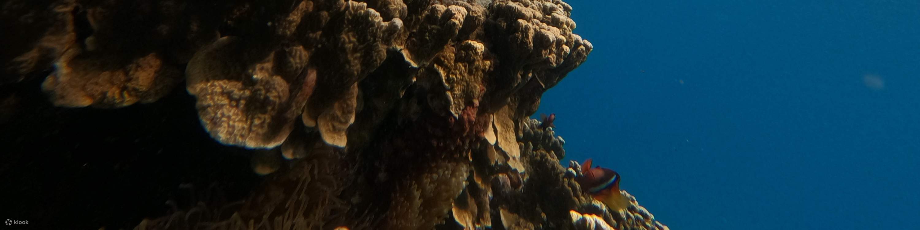 Peribadi. Pengalaman Snorkeling atau Freediving di Guam