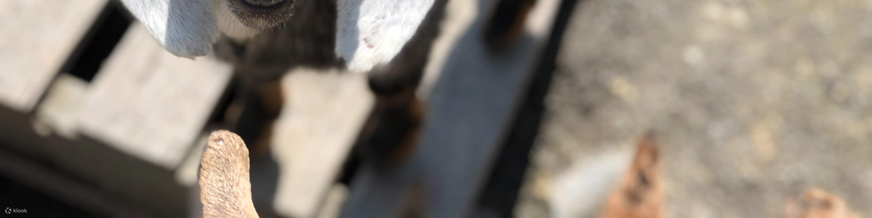 Кэда Шийсянь Янг Чанг