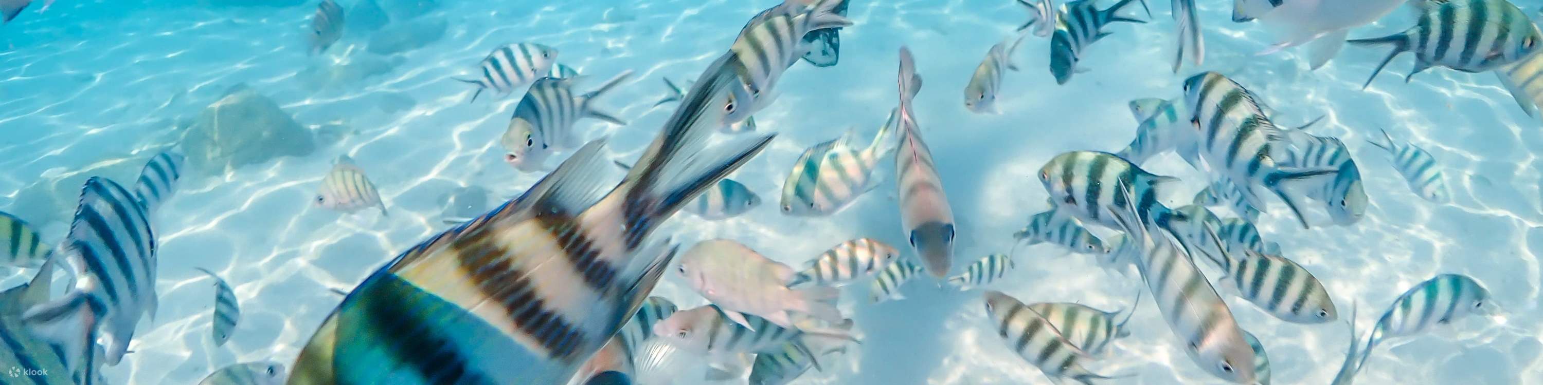 Esperienza all'Isola di Nemo con Foto con Drone e Pranzo