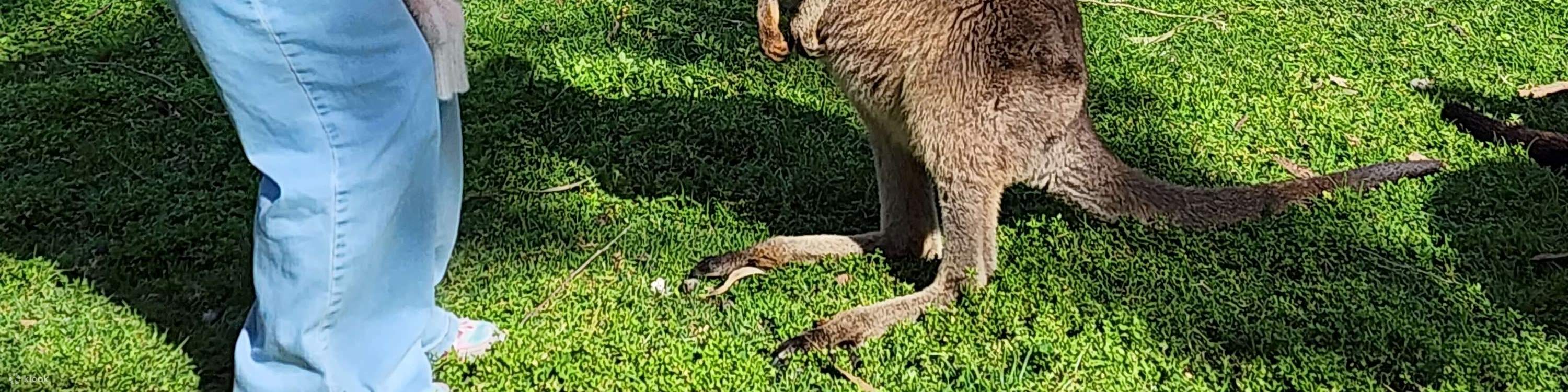 Cleland Wildlife Park & Historic Hahndorf Adelaide Hills-upplevelse ...