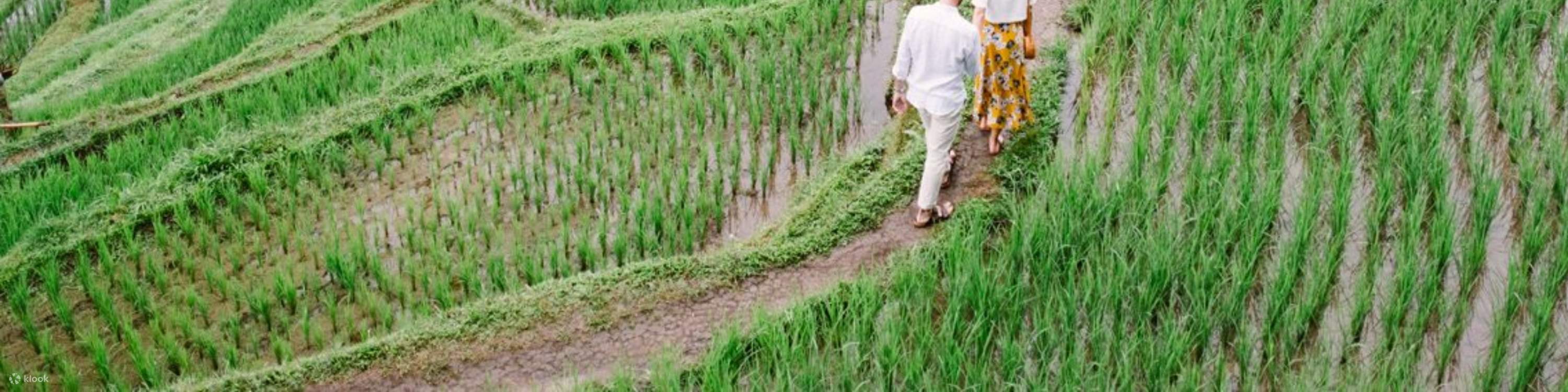 走訪德哥拉朗梯田，一覽烏布最受歡迎的景點