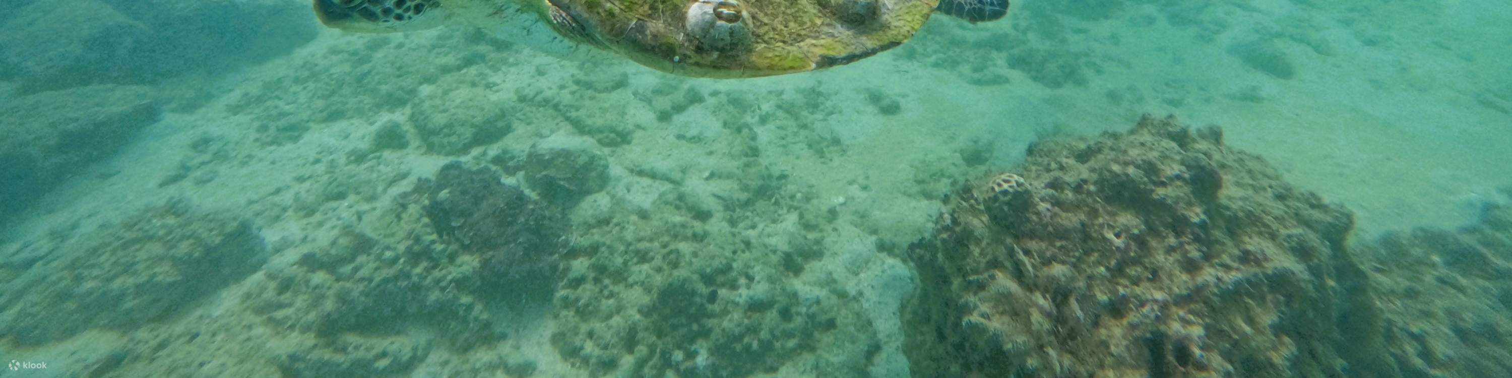 迪拜出發：水肺潛水 & 浮潛和燒烤午餐