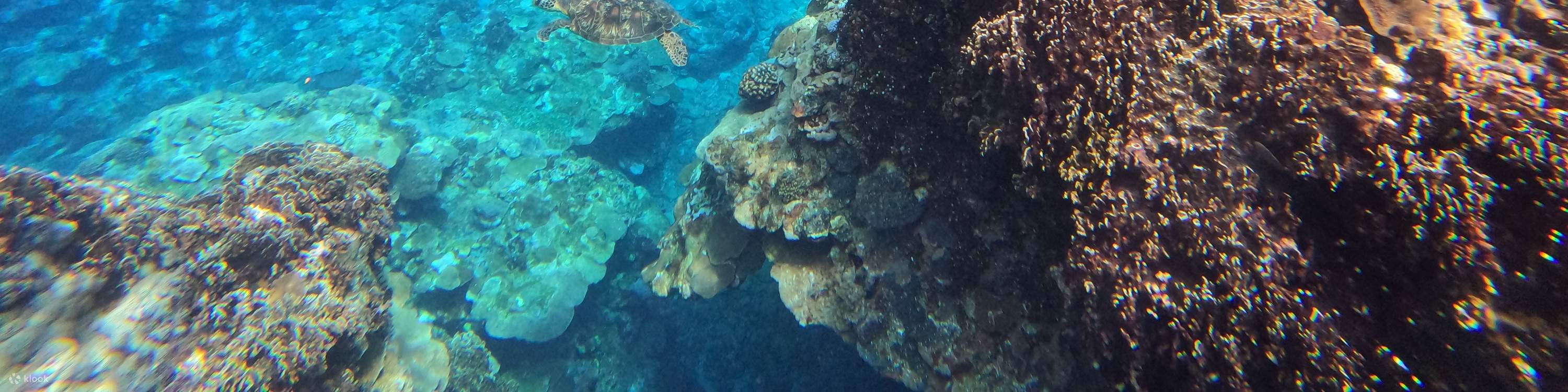 Du khách chụp ảnh cùng rùa biển dưới nước