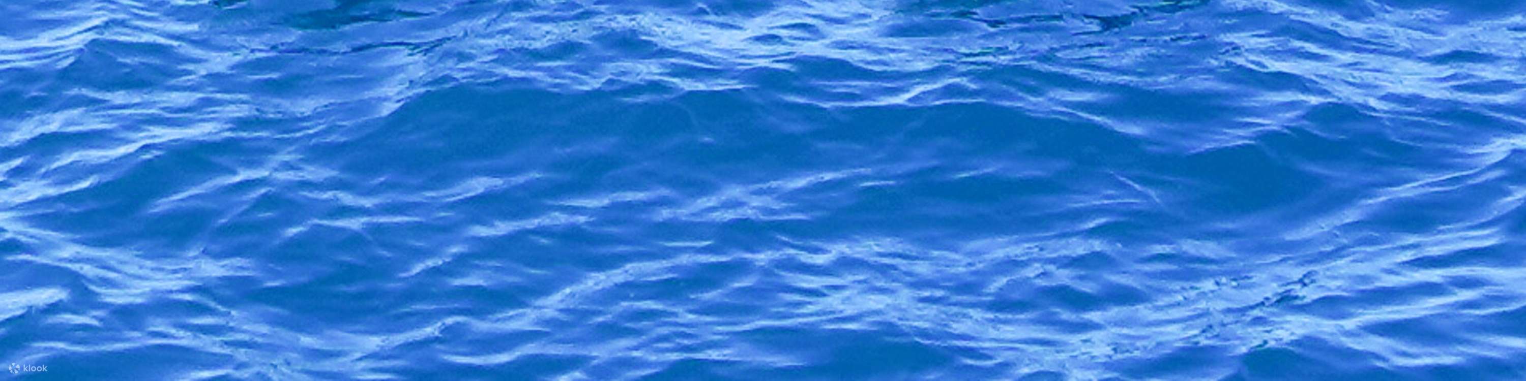 Delfini che nuotano giocosamente accanto al catamarano durante la parte del tour dedicata all'osservazione dei delfini