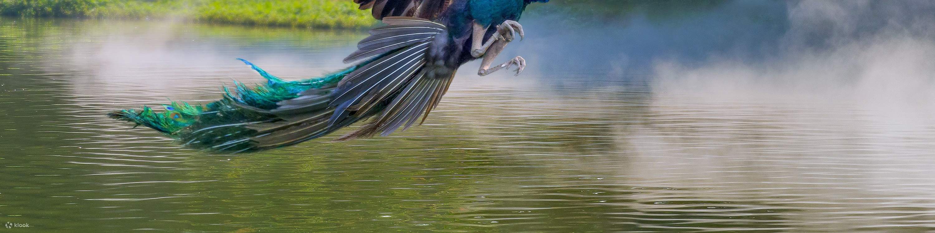 Guangzhou Chimelong Birds Park