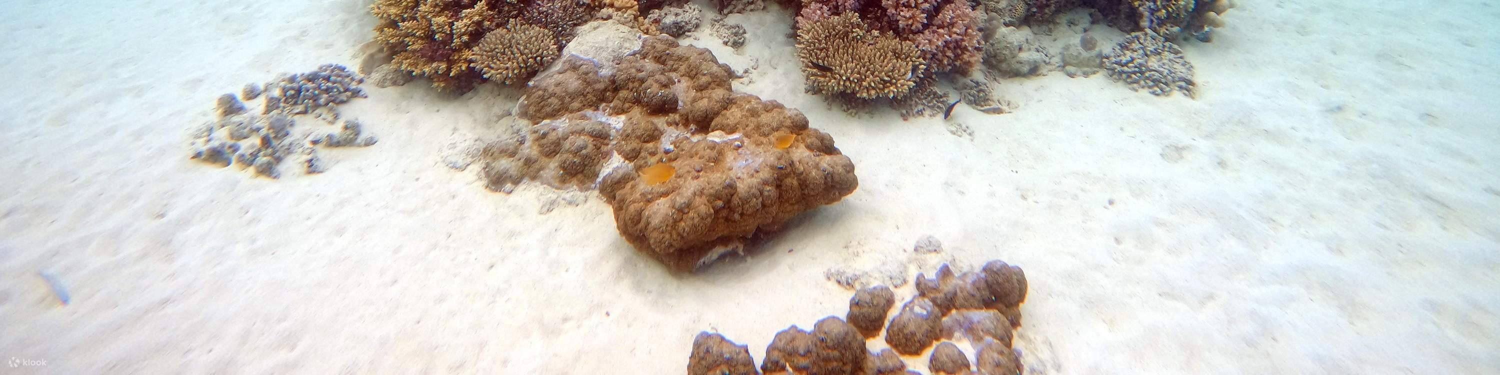 Tauchen in Pattaya mit Manta Marina