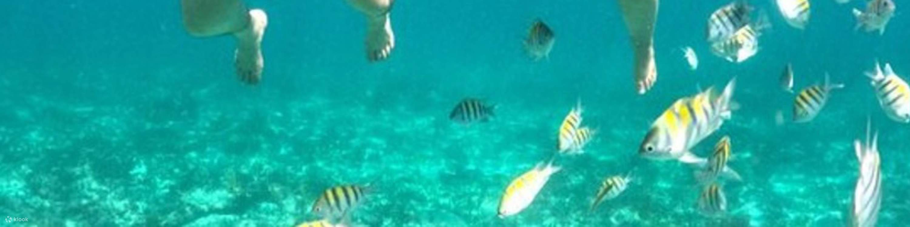 透き通った海でシュノーケリングを楽しむカップルと一緒に、色鮮やかな海洋生物を発見しましょう。