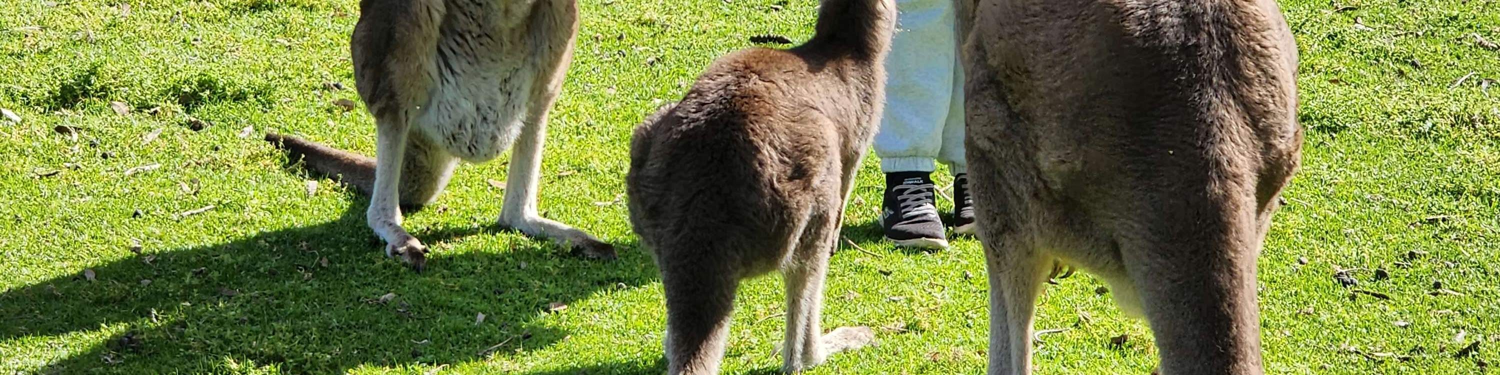 Pengalaman di Cleland Wildlife Park & Hahndorf Adelaide Hills yang ...