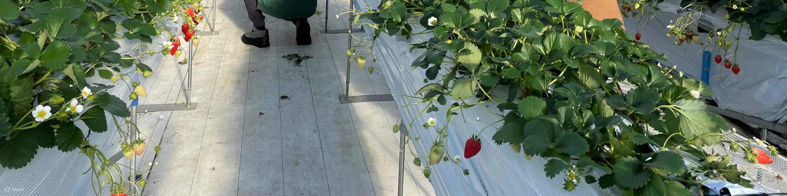 ประสบการณ์เก็บและเปรียบเทียบรสชาติสตรอว์เบอร์รีในฤดูหนาว (บริเวณใกล้เคียงซัปโปโร)