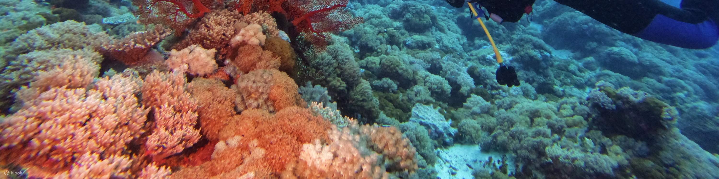 Taitung : Forfait excursion plongée au centre de plongée de l'île Verte et de l'île Huoshao