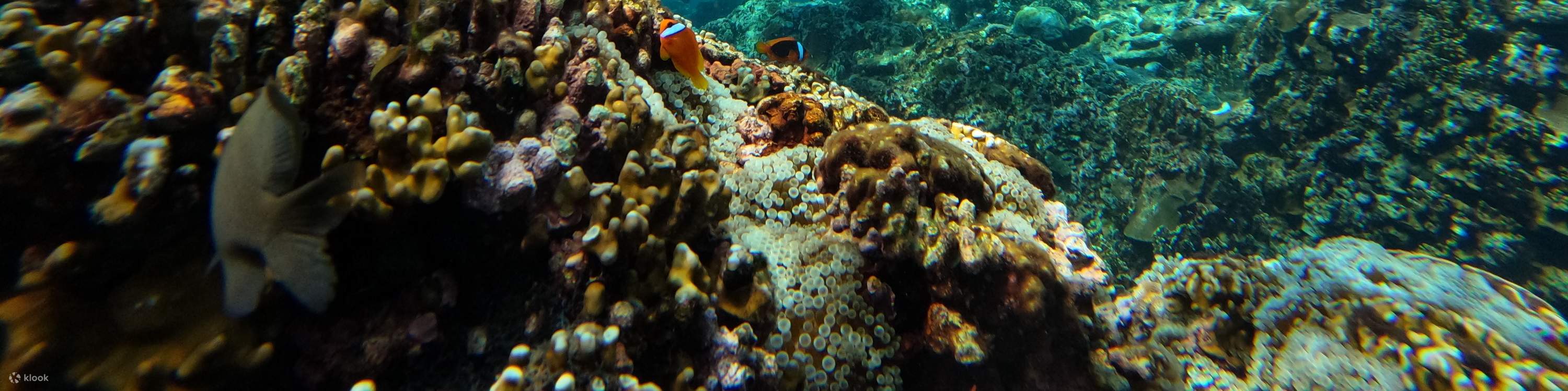Families snorkeling together