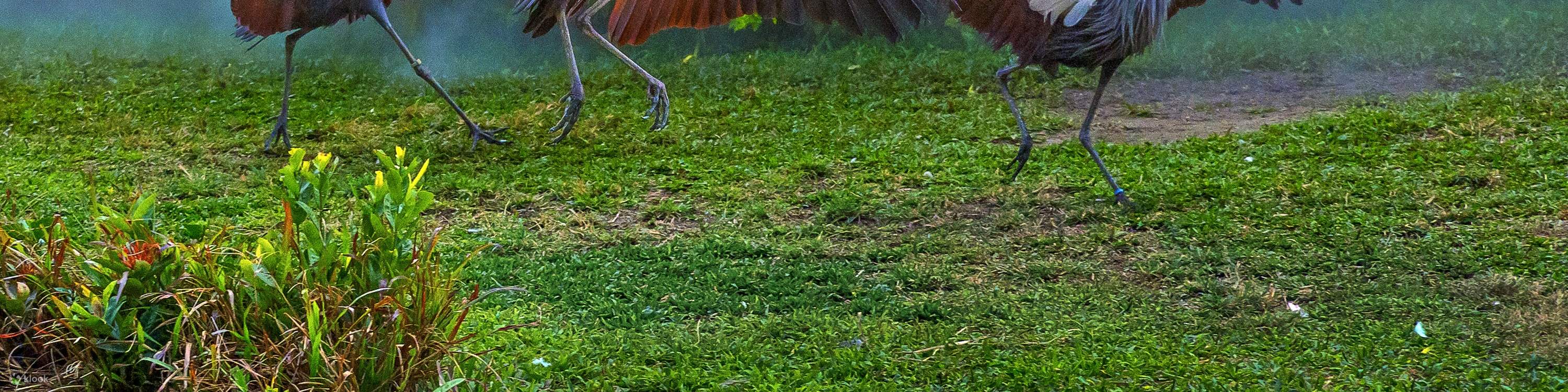 Chimelong Bird Paradise de Guangzhou