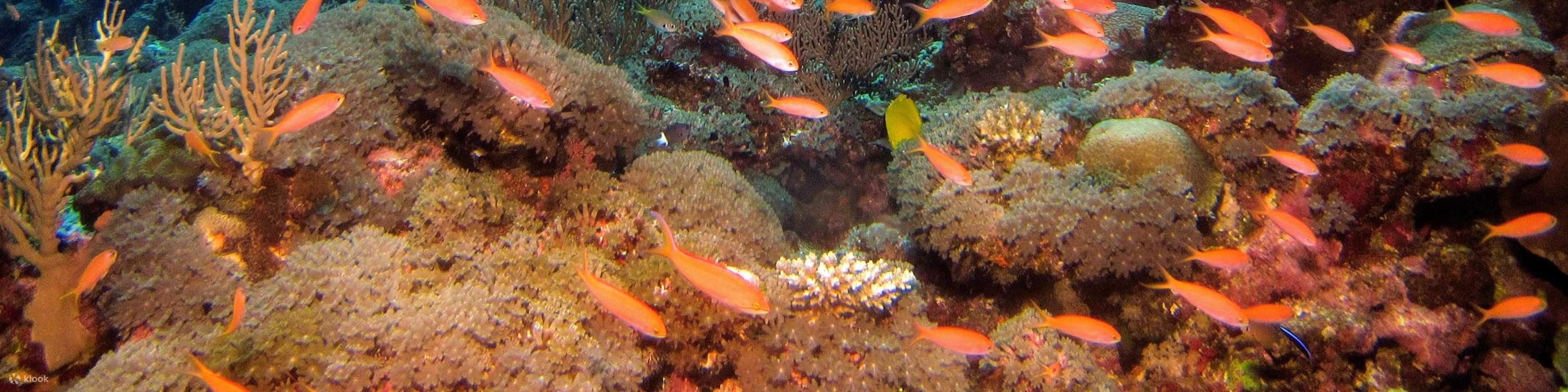 Immersioni subacquee a Pattaya con Manta Marina