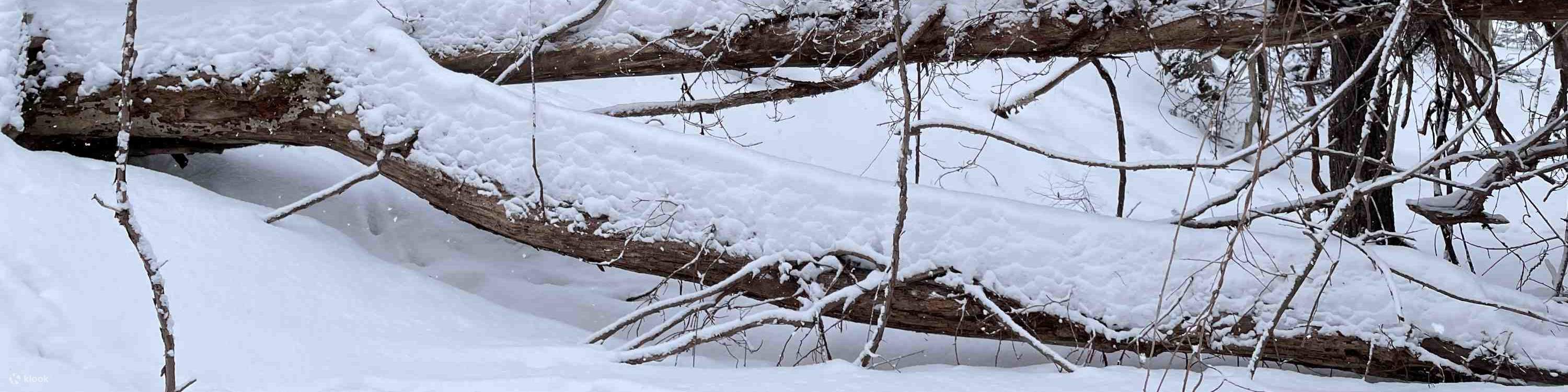 Otaru Forest Snowshoe (with transportation)