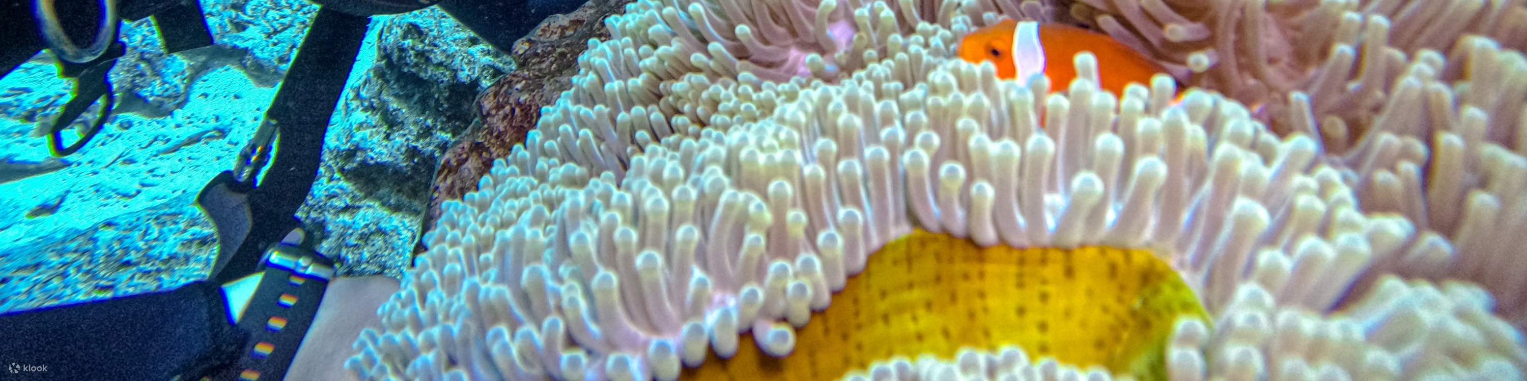 Menyelam di Teluk Green Island